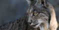 /album/fotos-linces/a1247663033937-jpg/