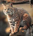/album/fotos-linces/fotos-linces-2-jpg/
