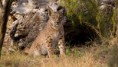 /album/fotos-linces/lince-20111211-1425450574-jpg/