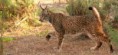 /album/fotos-linces/imagesevqm941v-jpg/