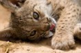 /album/fotos-linces/imagesjh7ek8zg-jpg/