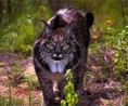 /album/fotos-linces/imageso3yaeb0r-jpg/