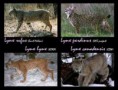 /album/fotos-linces/imagesrfduckg7-jpg1/
