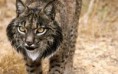 /album/fotos-linces/imagesw64gxq2y-jpg1/